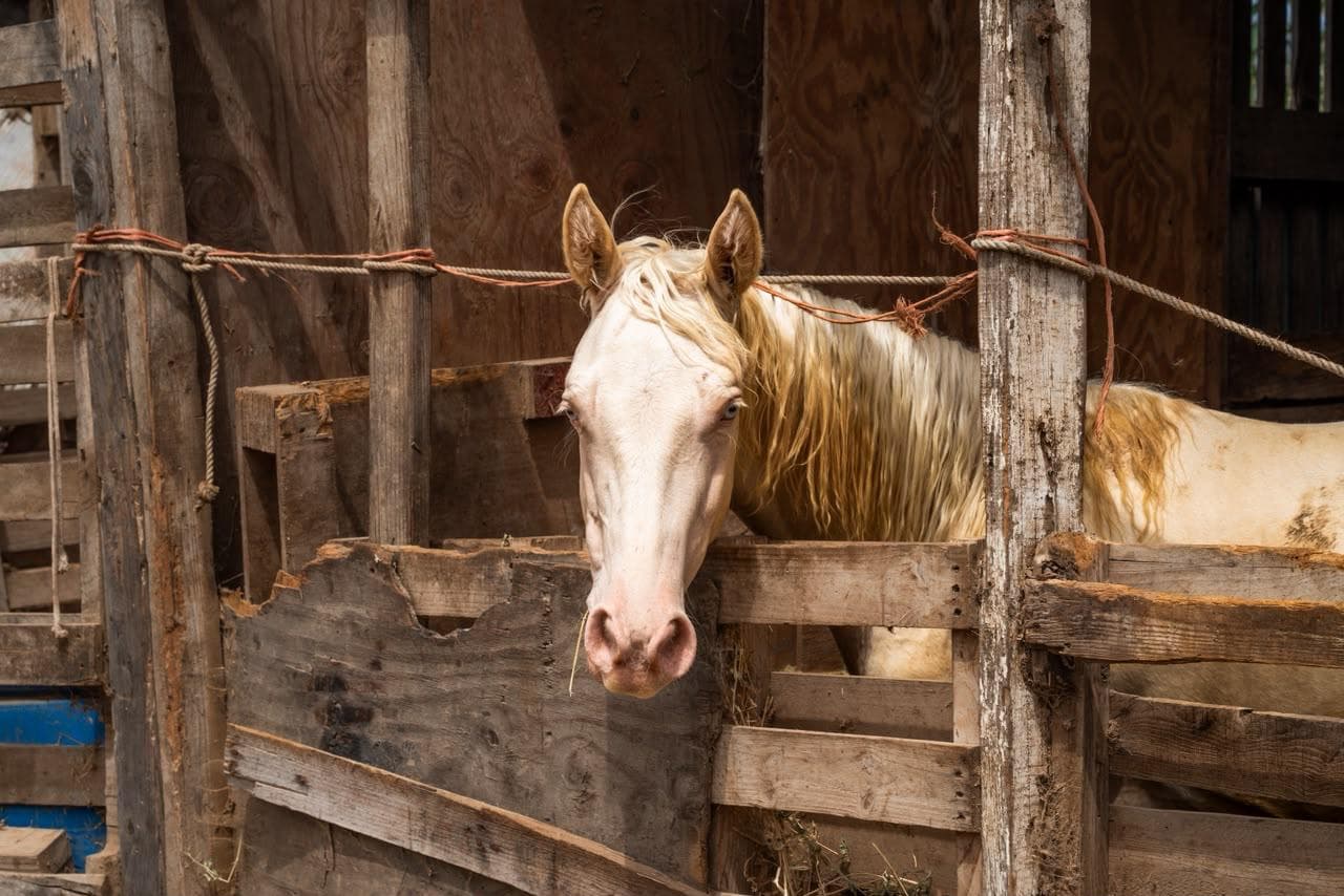 Inspecciona Gobierno de Ensenada rentas de caballos tras muerte de un equino en Playa Hermosa
