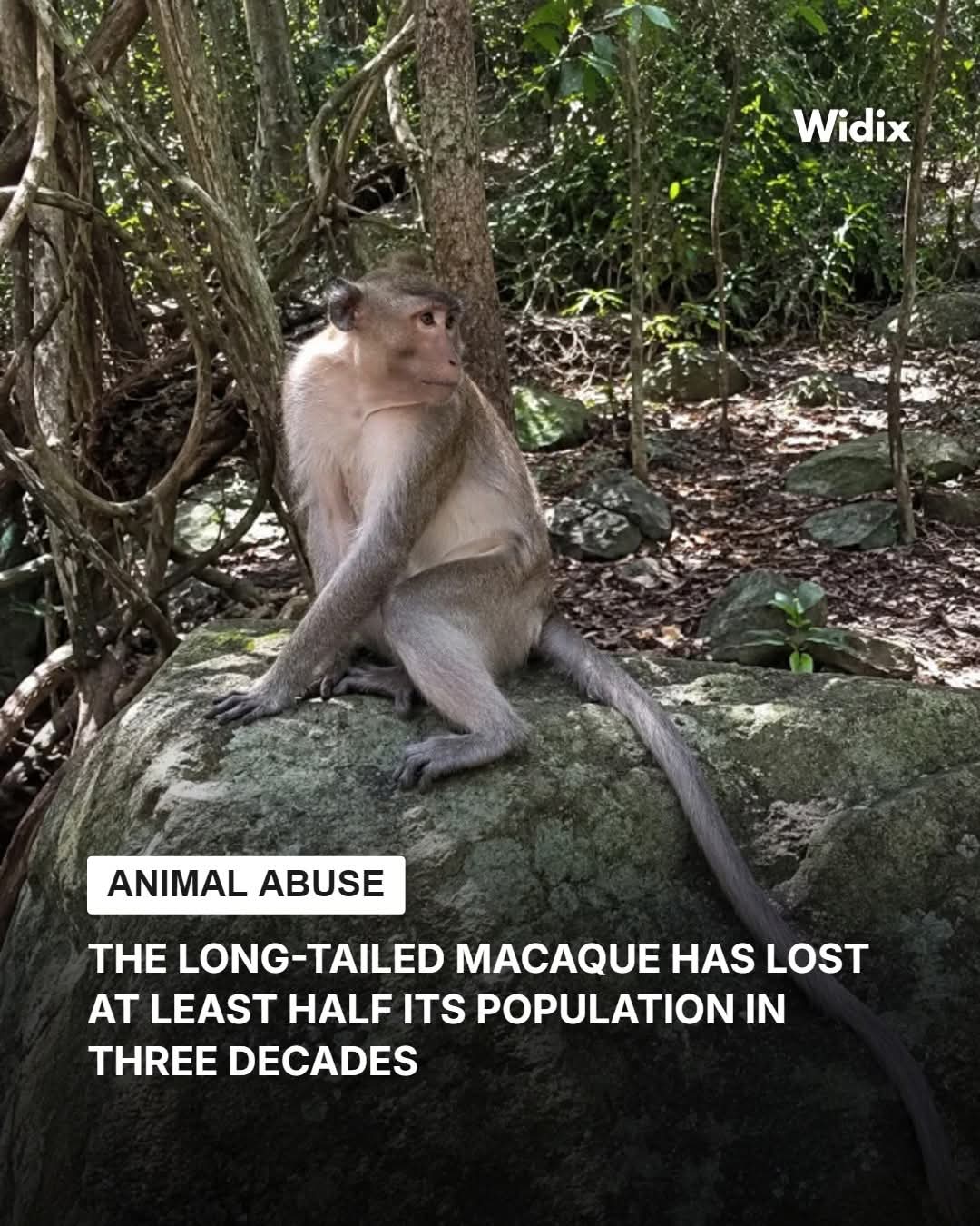 Macaco de cola larga, en peligro: su población cae por pérdida de hábitat y comercio