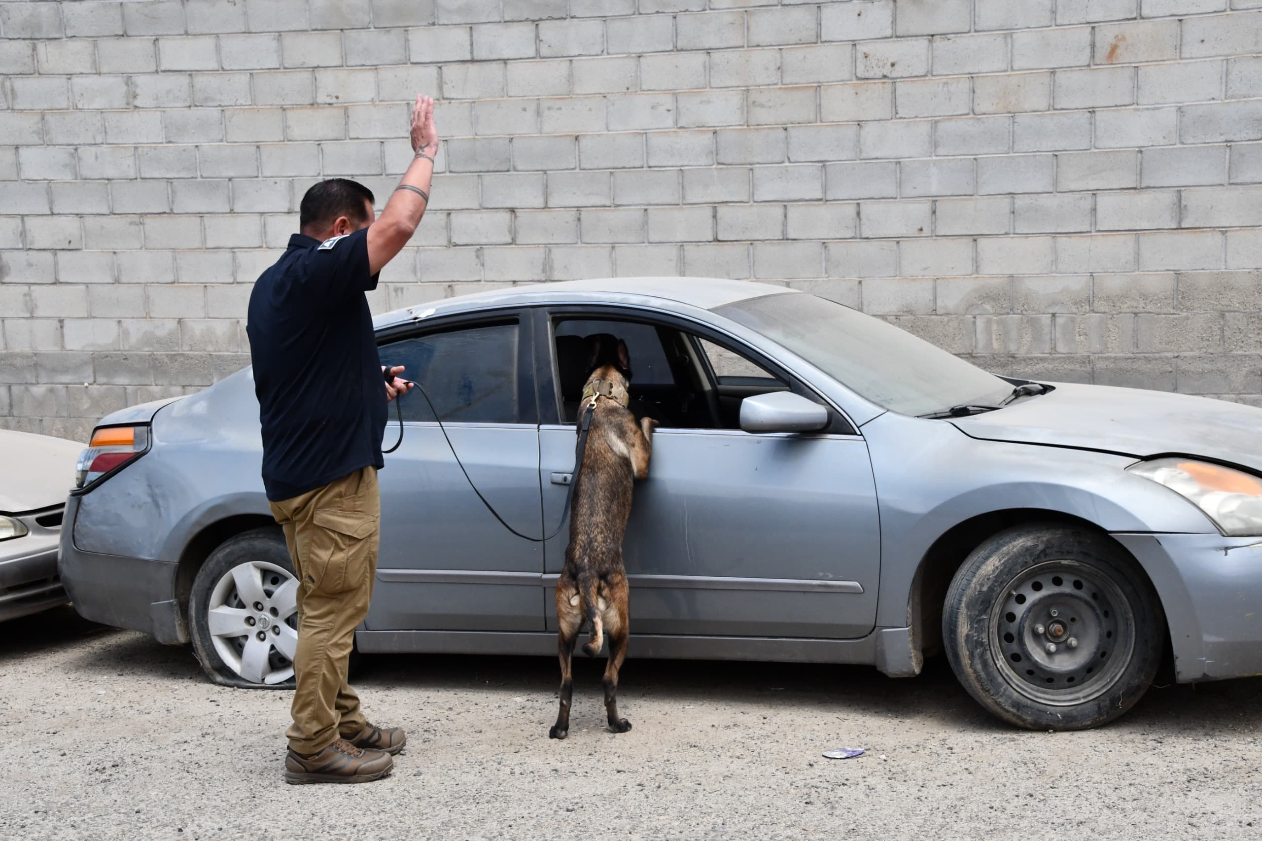 Obtiene Unidad K-9 de la Fiscalía de Baja California certificación internacional que fortalece sus capacidades operativas
