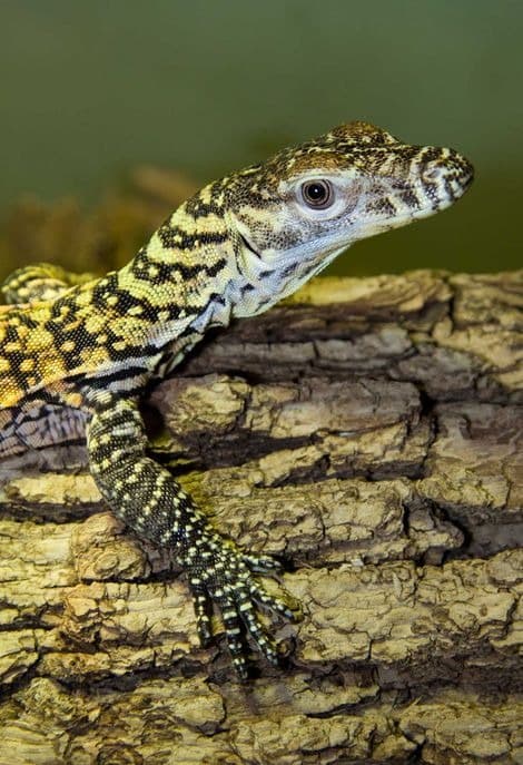 Nace un dragón para evitar su extinción: el gigante de Komodo lucha por sobrevivir