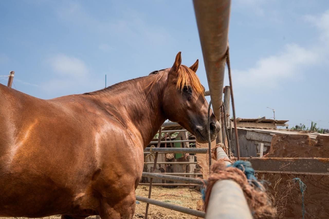 Inspecciona Gobierno de Ensenada rentas de caballos tras muerte de un equino en Playa Hermosa