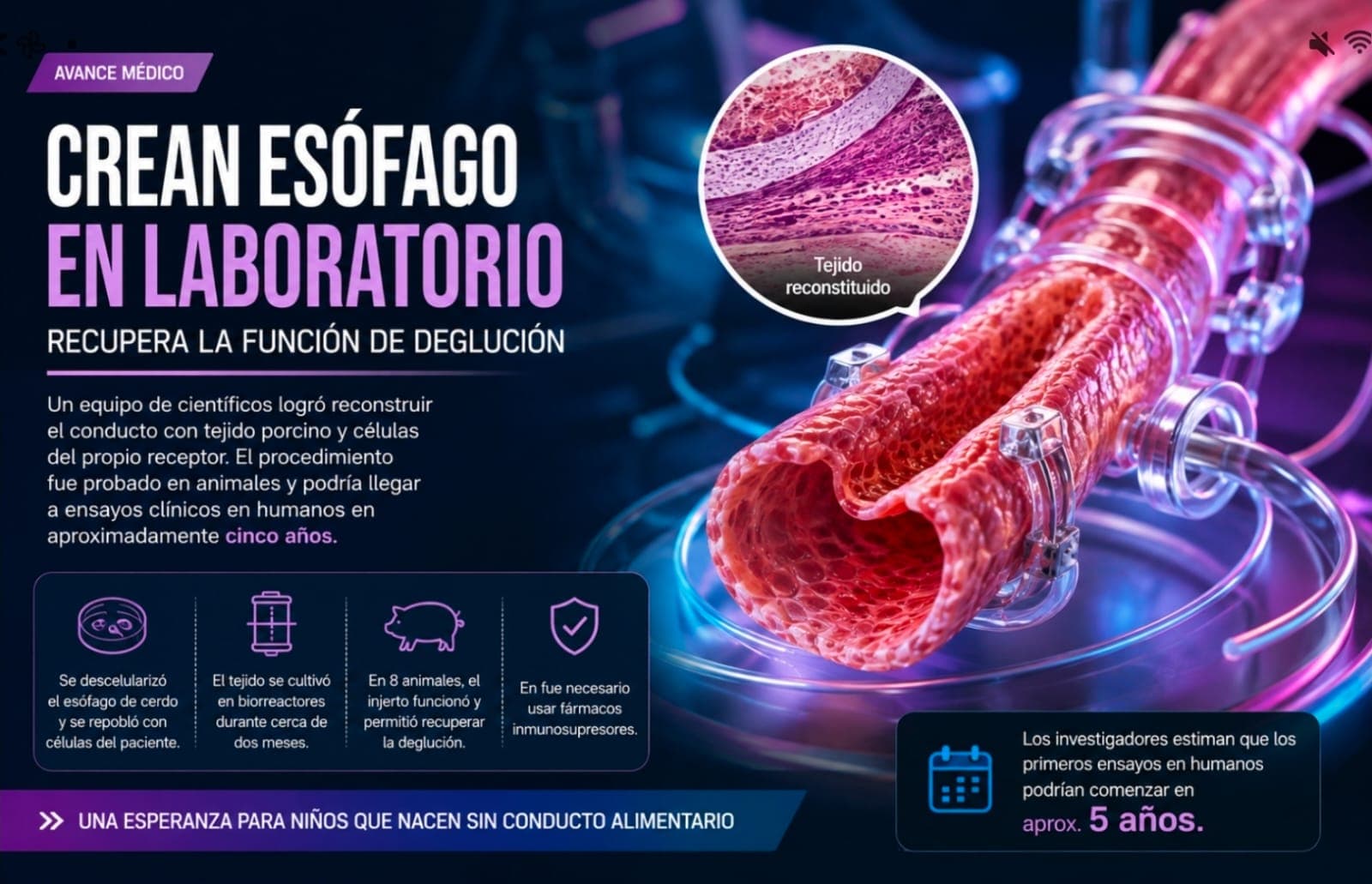 Crean esófago en laboratorio que recupera la función de deglución