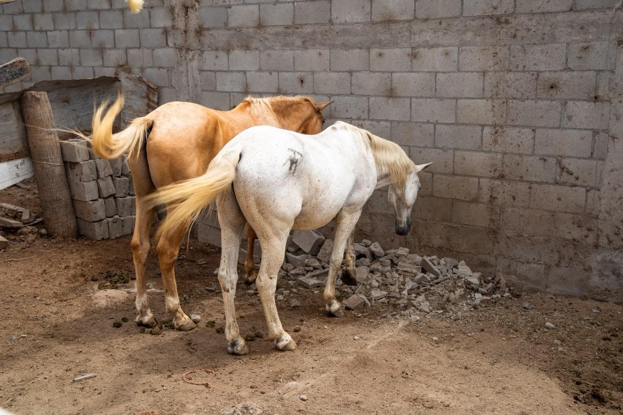 Inspecciona Gobierno de Ensenada rentas de caballos tras muerte de un equino en Playa Hermosa