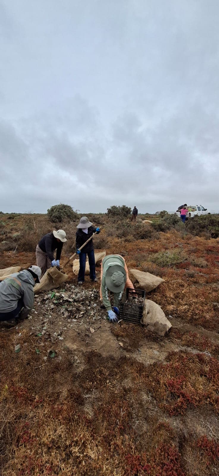 Recolectan dos toneladas de vidrio en limpieza de playa en el Parque Nacional San Quintín