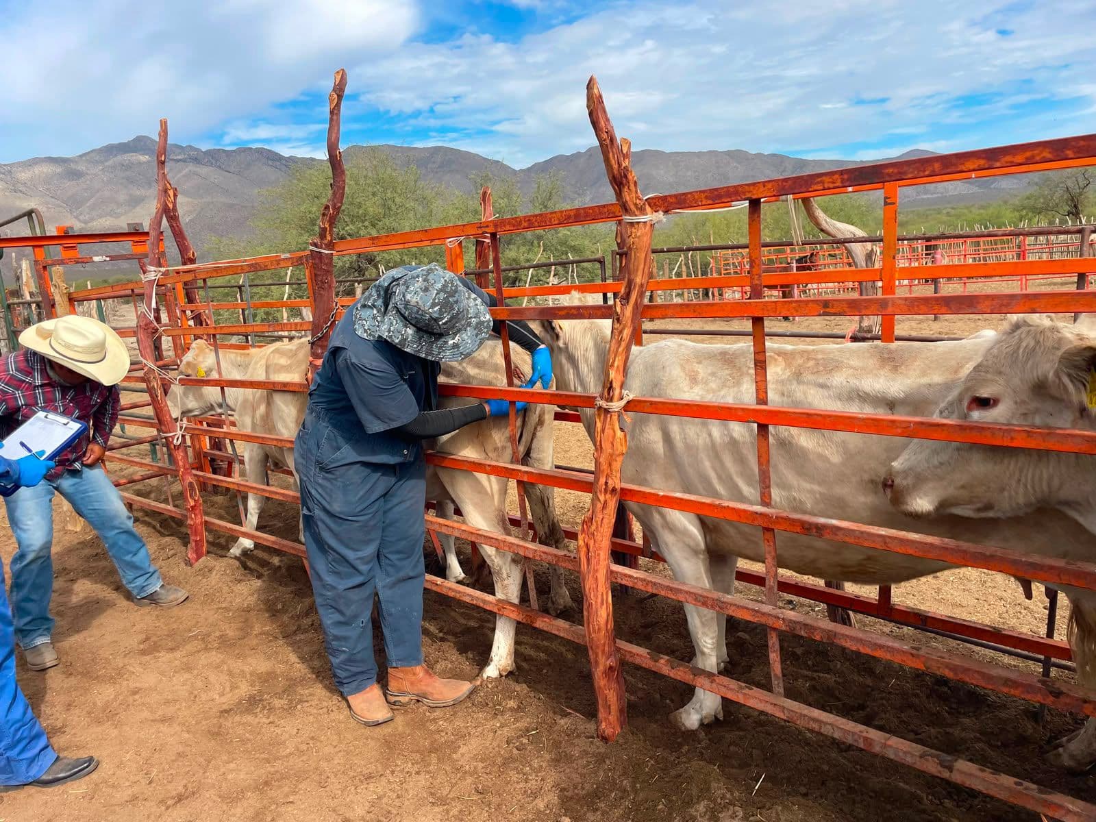 SADER BC inicia barrido sanitario para fortalecer la vigilancia contra la tuberculosis bovina
